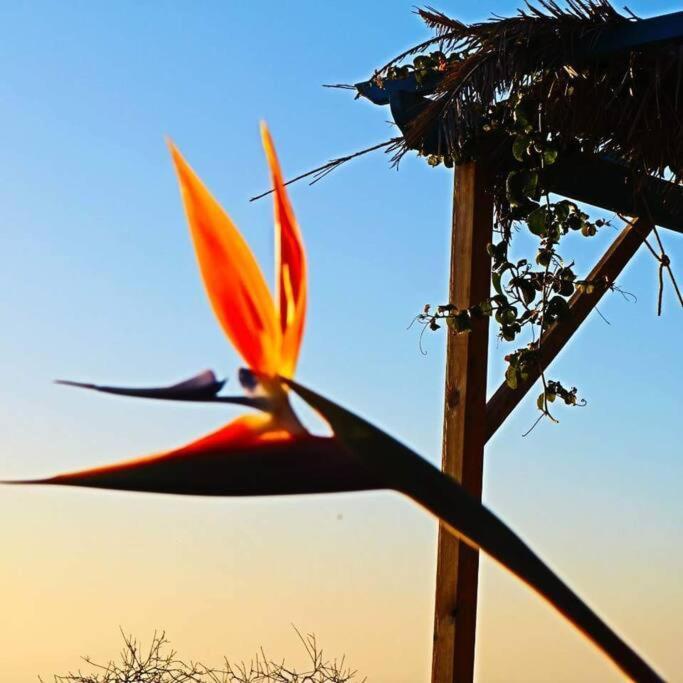 Villa Casita En El Campo Con Vista Al Oceano Tijarafe Esterno foto